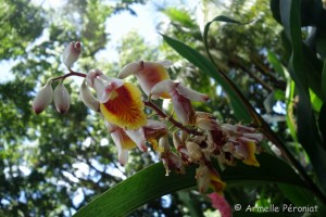 Guadeloupe Août 2015-02797    